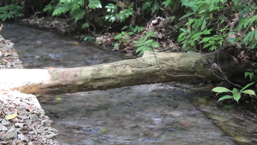 small river flowing through small rocks