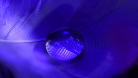 Water drop on feather macro shot. Beautiful abstract blue feather rotating background, feather texture, close up.  Bird feathers. Softness concept. Slow motion  - Powered by Shutterstock - Get 15% off with code: PIKWIZARD15