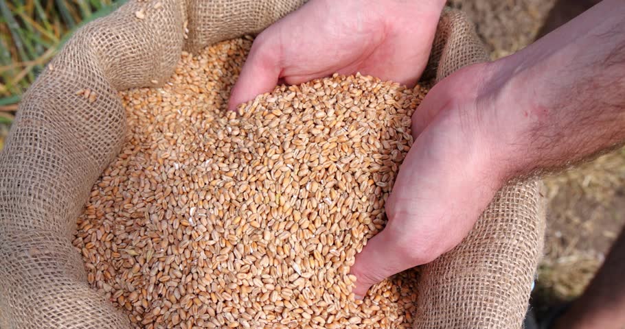 Wheat grains in the hands of a successful farmer, in a background green field of wheat. Close up of hands full of wheat from a young farmer, slow motion. Spring sunny day