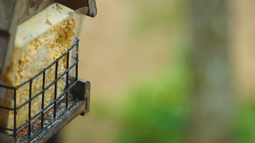 Yellow-rumped Warbler flying into feed at bird feeder, winter in Georgia
