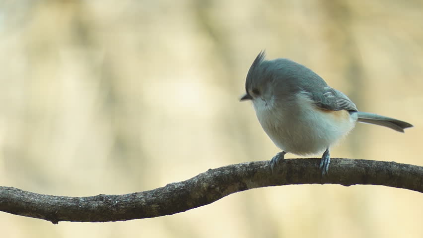 Tufted Titmouse mated pair, winter in Georgia