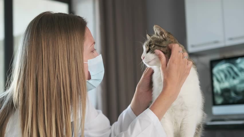 Domestic cat plays with veterinarian stretching out his paw trying to remove medical mask from the face of nurse at a veterinary clinic. Close up.