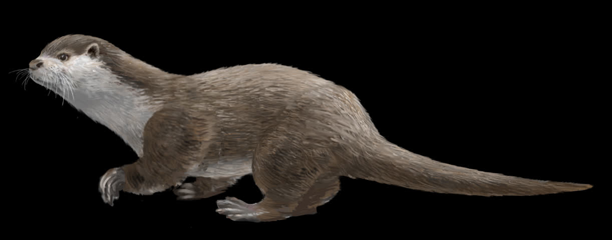 An otter walking without a background