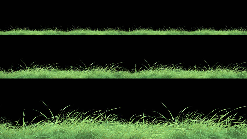 Grass Wind Noise Loop and Continue Copy Place on Alpha Channel. 3D rendering. Element footage place on footage or background and easier to adjust colour.