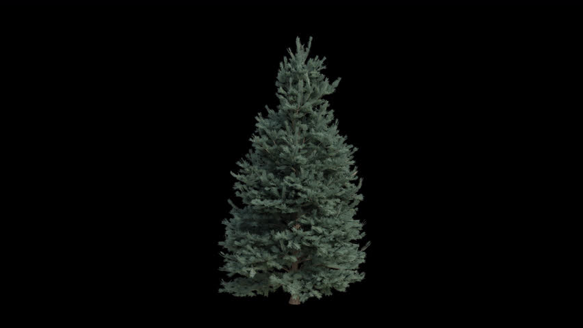 White fir Tree blowing in the wind. Wind blows the Concolor fir Tree. Animated Abies-concolor Tree swaying in the wind with Transparent Background. Alpha Channel. Loop Animation