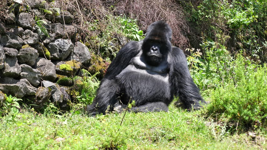 Silverback, Mountain gorilla out of the  virunga national park