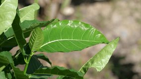 tropical banana coconut leaves green background texture - Powered by Shutterstock - Get 15% off with code: PIKWIZARD15