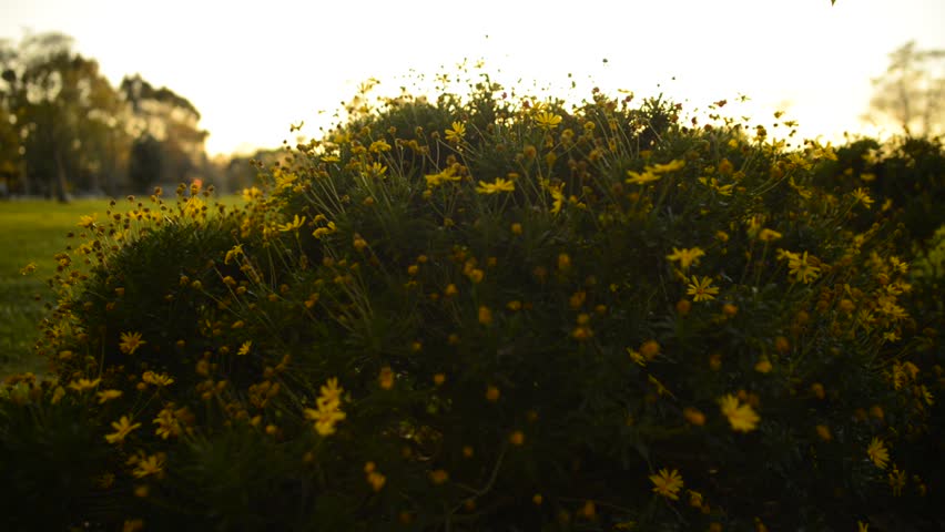 Flowers Goldfields 11 Dolly Up Sunset Leaves