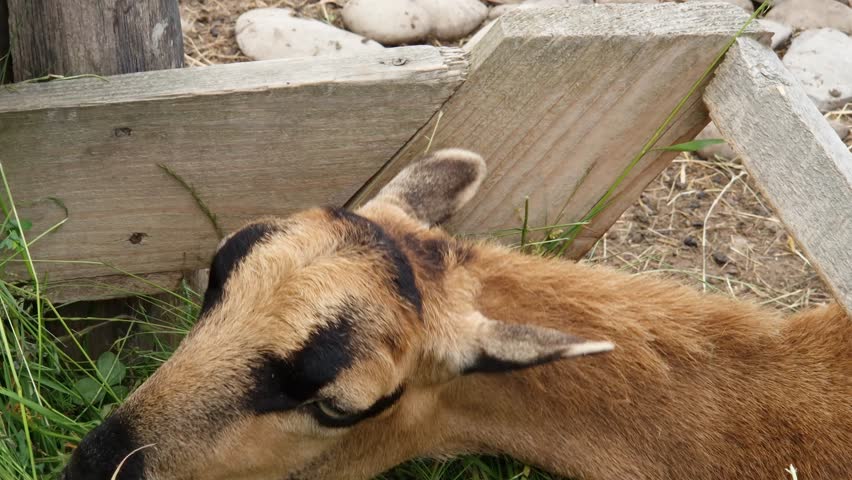 Brown domestic goat of Alpine breed eat mown grass from a feeder on a farm in spring overcast weather, top view close-up
