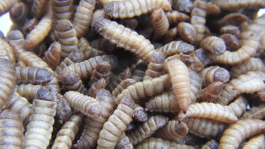 Close up video of BSF Maggot. Maggots are larvae of black soldier fly. Maggots are very useful for recycling organic waste. Also can be used for fish and poultry feed