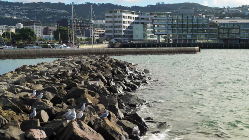 Seagulls on rock seawall in Wellington Harbour, New Zealand