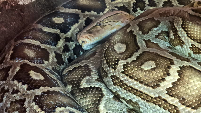 Giant python snake curled up and resting - isolated close up