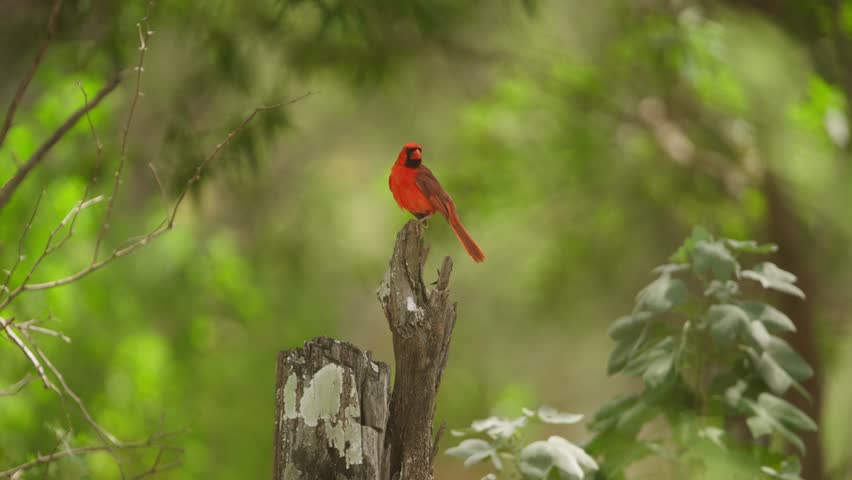 A vibrant red Northern Cardinal perched on a tree stump in a lush green forest