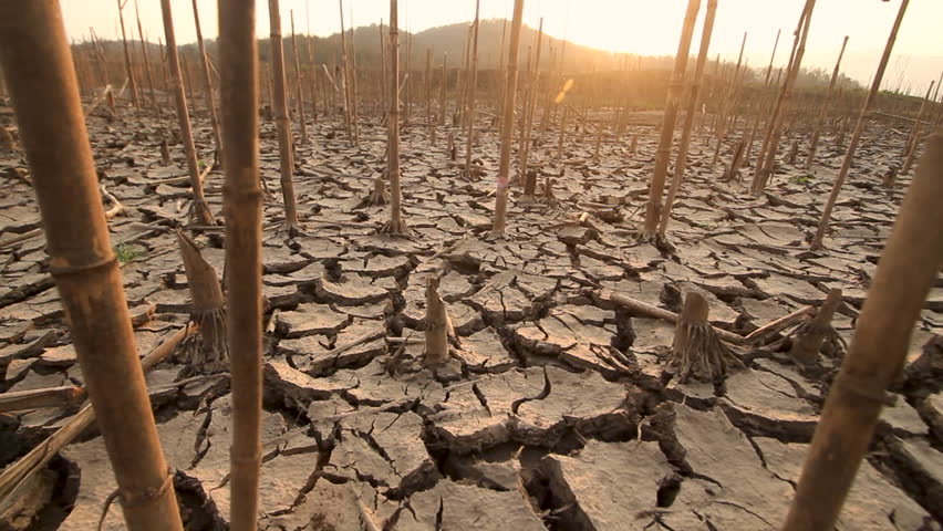 Impact of drought on farmland with dead crops and cracked earth, due to climate change.