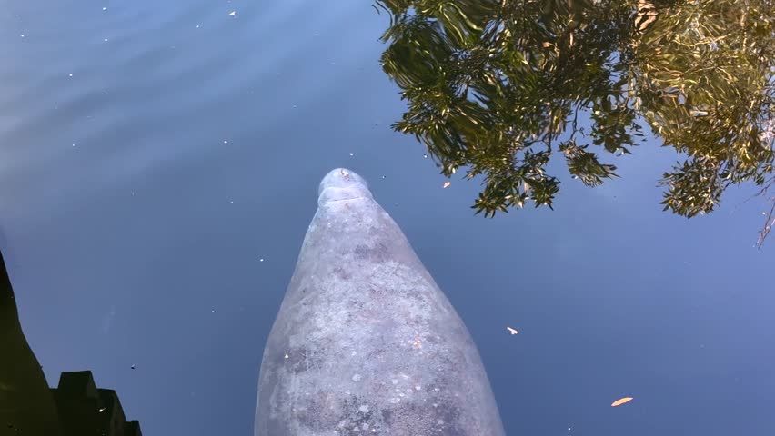 View of a magnificent Manatee swing in the clam springs of florida
