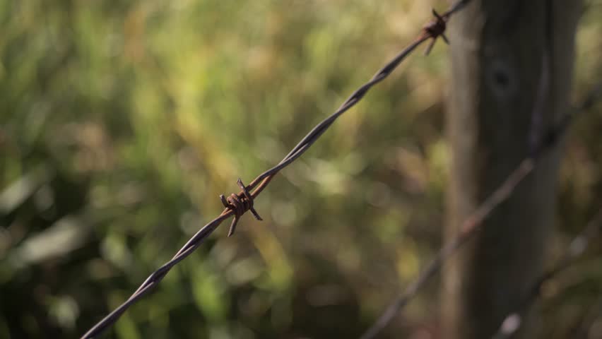 Close up barbed wire fence above grass