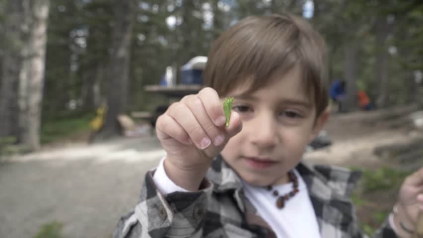 Portrait cute boy holding tree clipping at campsite in woods