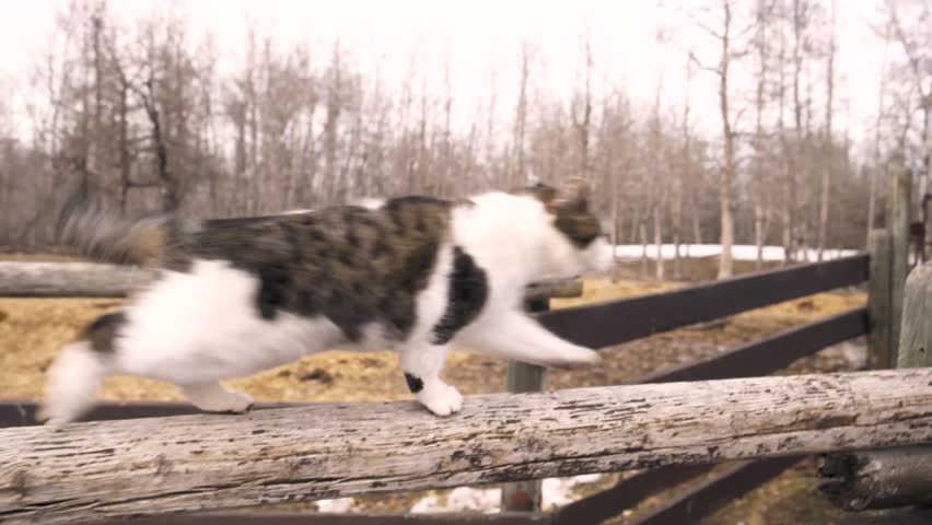 Cat walking along fence on farm