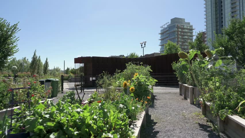 Senior man with shovel in sunny urban community garden