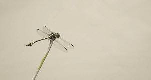 Dragonfly perched on a twig while the wind blows. The Common Flangetail dragonfly (Ictinogomphus decoratus) is commonly seen in Thailand and Asia.