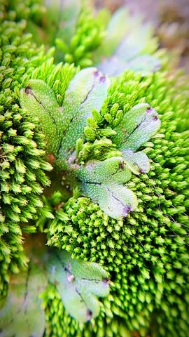 Experience the serene beauty of lush moss covering rocks, submerged in calm, clear waters