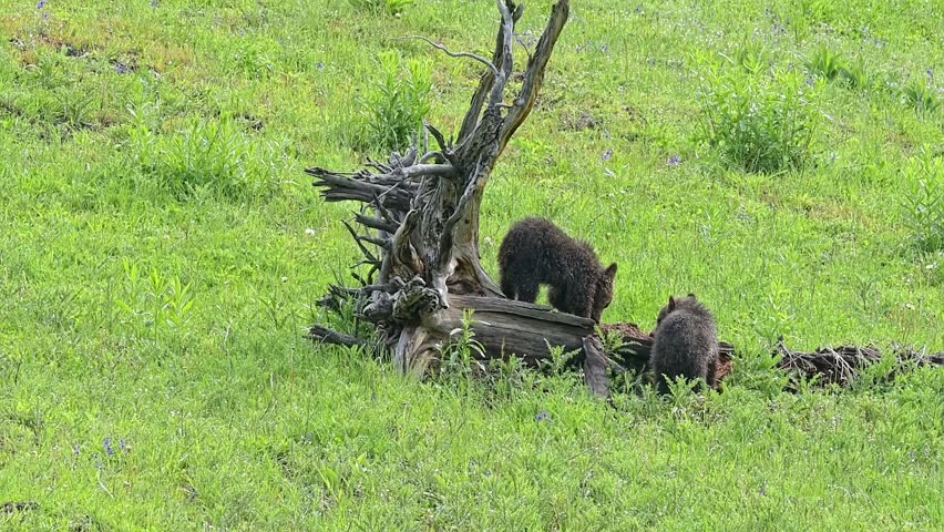 Two black bear cubs are searching a tree stump for insects, in a green field, Yellowstone National Park.