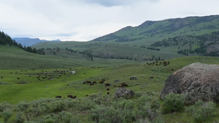 Large herds of bison are often seen in the Lamar Valley, in Yellowstone National Park.