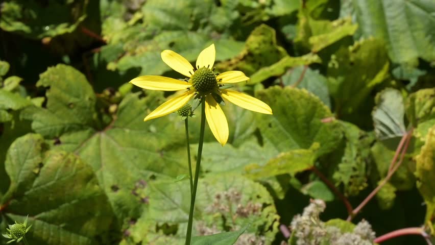 Yellow wildflower blowing in the wind.

