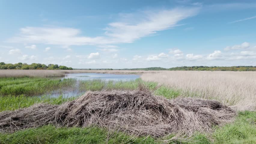 Peaceful Westwood Marshes, Suffolk wetland reed beds wildlife habitat