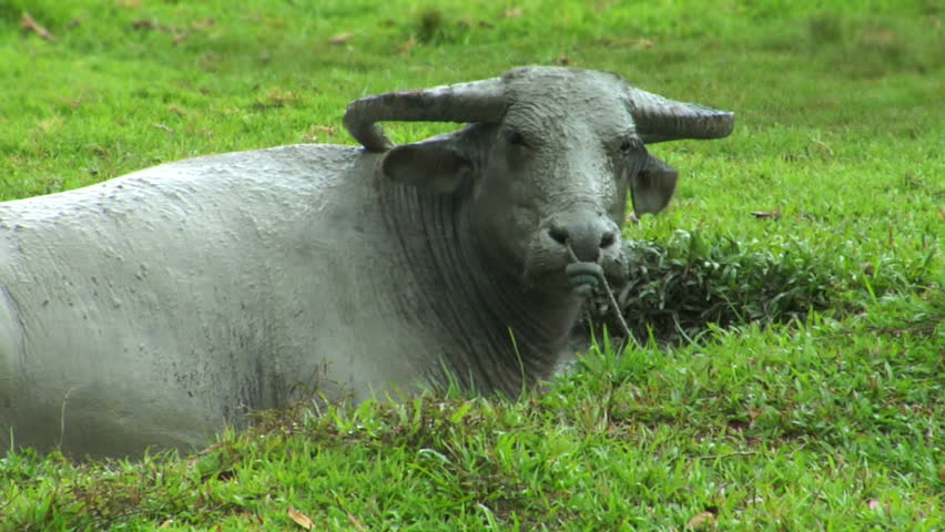 water buffalo ox in mud pool