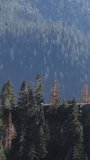 Vertical Screen: Enjoy a scenic drive through Lake Tahoe forest in California, surrounded by mountains and evergreen trees. Ideal for outdoor enthusiasts looking for serenity and adventure in nature