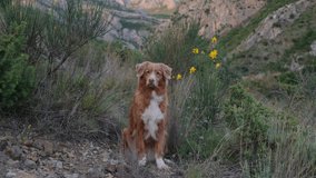 A Nova Scotia Duck Tolling Retriever stands in a lush, mountainous area surrounded by wildflowers. This video clip highlights the dog keen awareness and the beauty of the natural landscape