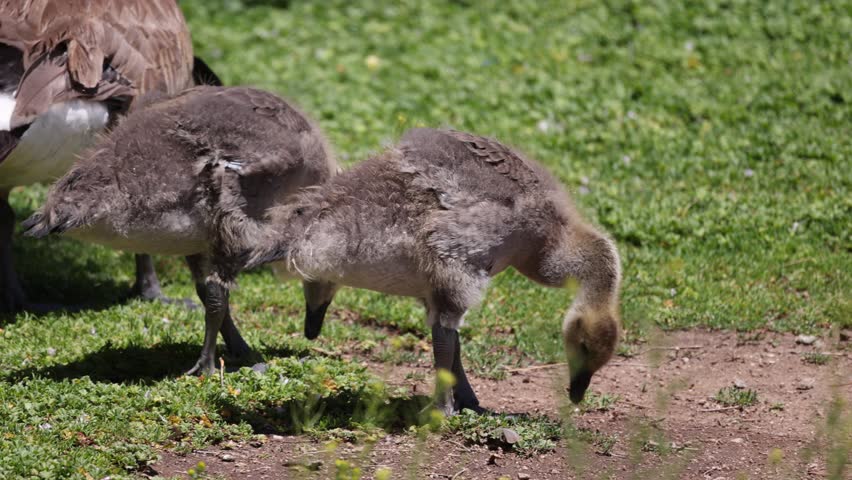 Fluffy gosling chick awkwardly pulls grasses from the ground