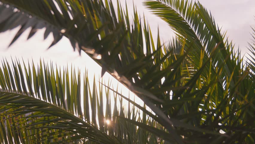 palm tree on sky background. Tropical palm leaf, sun shining through leaves. View of perfect palm tree in sun, tropical and summer background with shimmering sunlight and creating defocusing effect