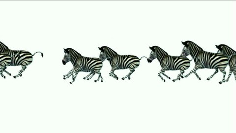 a group of zebra running.
