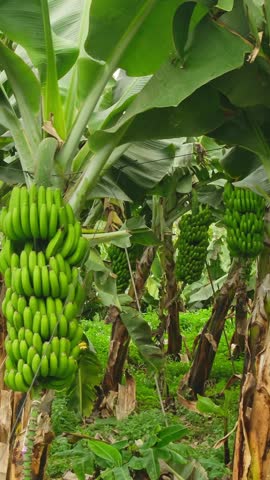 Aerial view of the picturesque Alcala village in Tenerife, Canary islands, Spain. Traditional canarian coastal town, green banana plantations and famous Los Gigantes mountains at background
