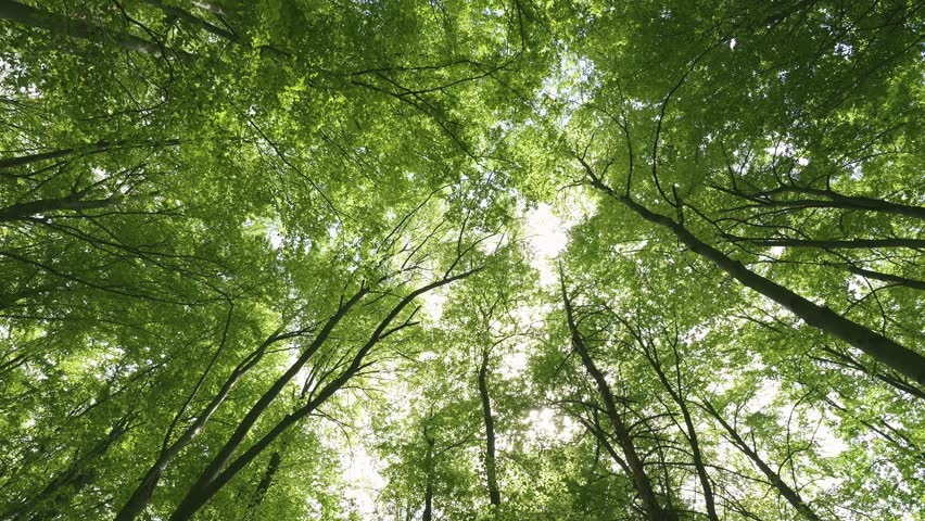 Peaceful nature with green trees in spring forest nature, up view panorama