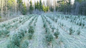 Drone forward dolly over rows of Christmas tree plantation at sunrise - Powered by Shutterstock - Get 15% off with code: PIKWIZARD15