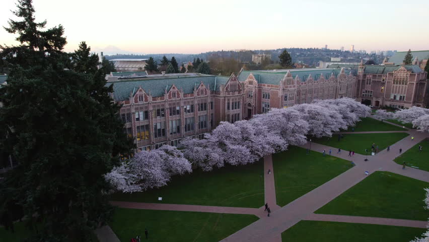 Vivid spring blossom at the University of Washington, USA - Pan, drone shot