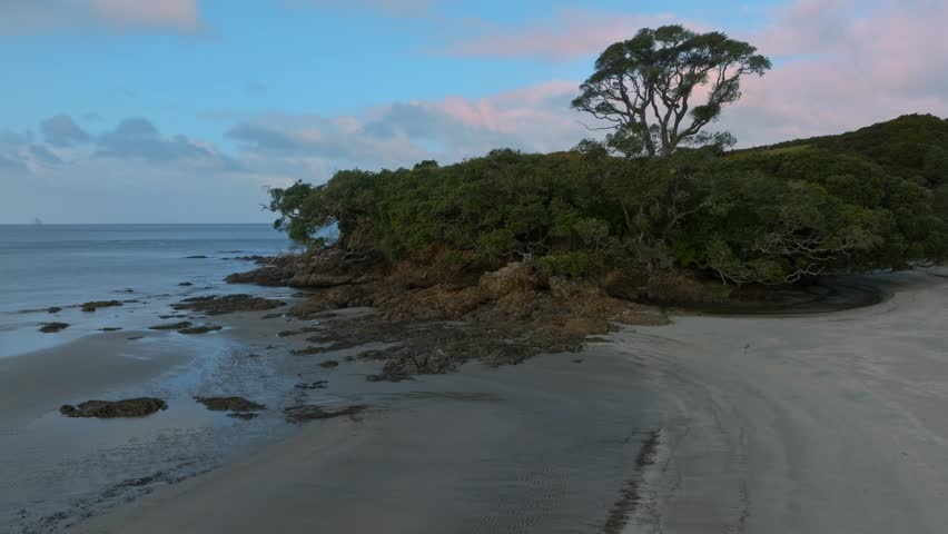 Sandy beach coastline and pohutukawa tree on a hill in Bream Bay, Waipu, Northland, New Zealand.