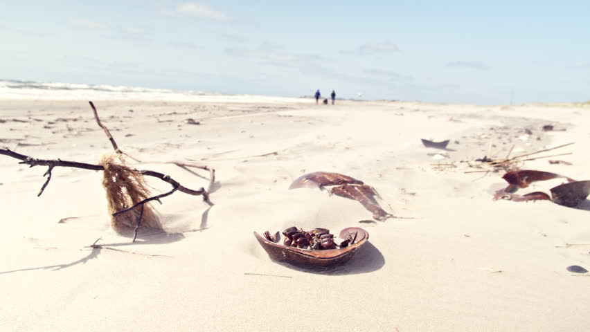 Sand Crab Shells on Beach with Couple Walking Dog in Background Silhouette