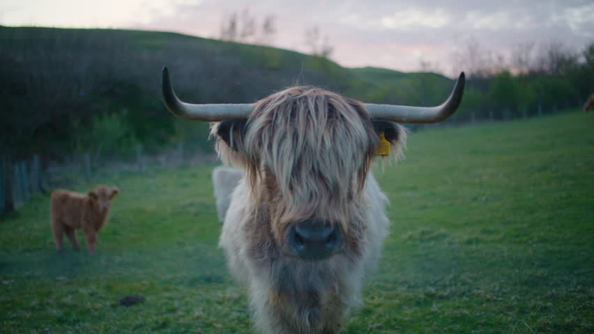 Close up of Highland Cow approaching camera, Scotland. Slomo