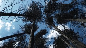 Wide shot looking upwards to the sky, through cedar forest trees bending with the wind - Powered by Shutterstock - Get 15% off with code: PIKWIZARD15