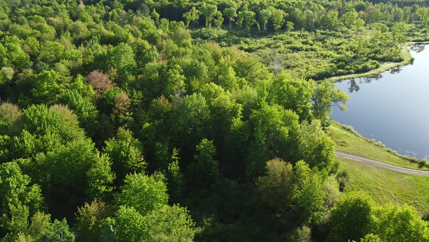 Trees in northern WI on a sunny day