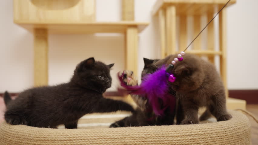 4K Group of Cute British Shorthair breed kitten enjoy and fun playing cat toy feather wand together in living room. Adorable domestic indoor feline pet cat grow up with human owner family at home.