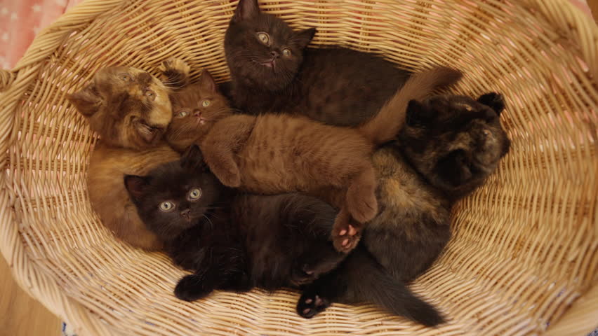 4K Group of Cute newborn British Shorthair breed kitten playing together in the basket. Domestic little baby cat sleeping in bedroom. Adorable domestic indoor feline pet relaxing with family at home.