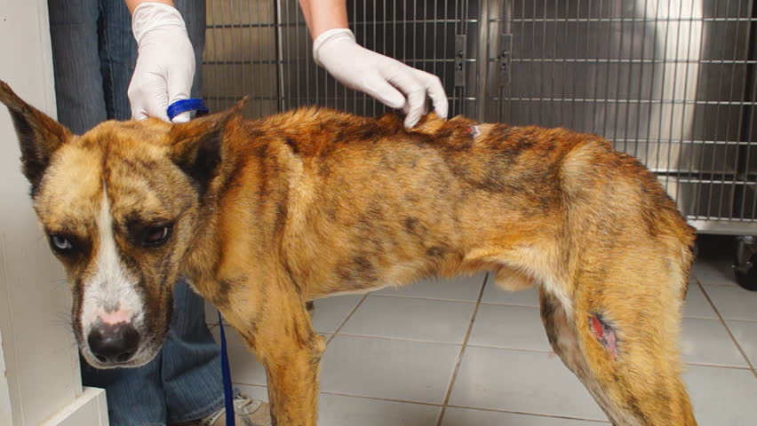 Animal abuse and cruelty lead to the starvation and emaciation of this one year