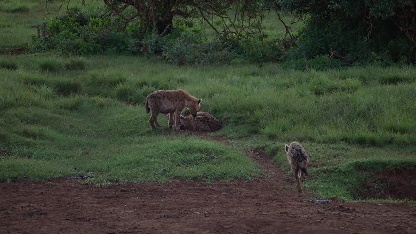 wounded spotted hyenas limping through a national park