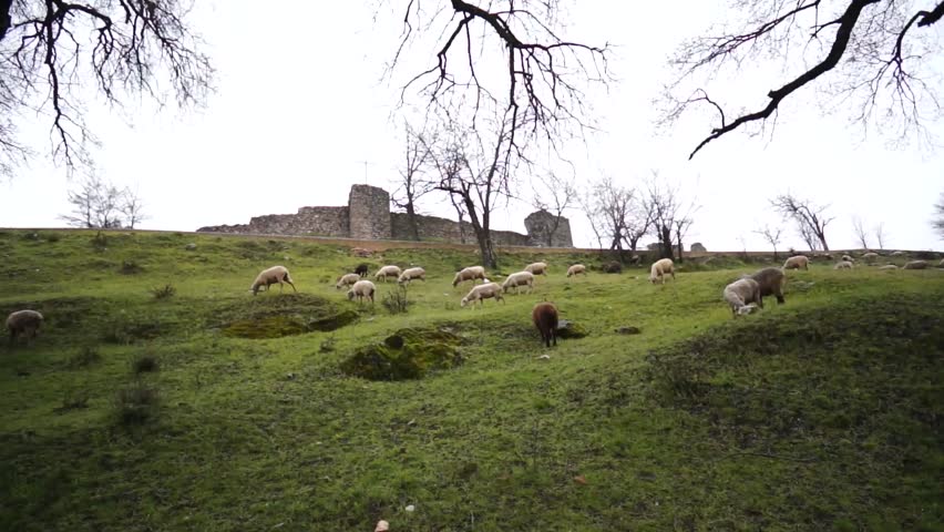 view sheep of and Castle Sierra Aracena, Huelva, Spain