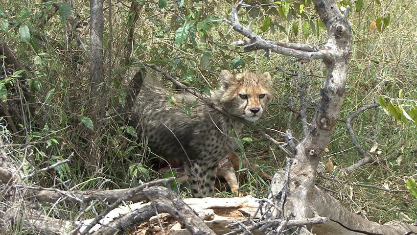 A cheetah, Narasha, and her cubs eat in Olare Orok Conservancy, Kenya, Africa. 